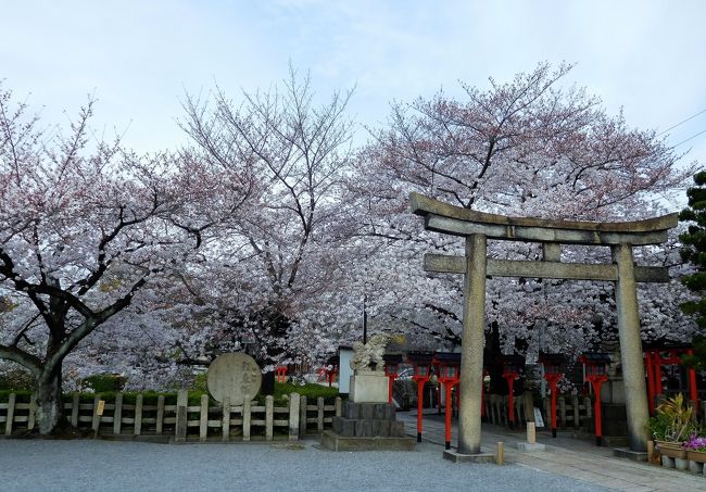 　東寺の桜を見た後は北に向けて歩き、六孫王神社に行きました。<br />こちらの神社は初めて来ましたあｇそぐそばを東海道新幹線が通っているので分かりやすい場所です。<br /><br />　桜は入り口の鳥居のあたりと参道にありました。<br />あんまり大きな神社ではないですが木が密集していたのできれいでした。<br /><br />　その後は東海道新幹線やＪＲの効果の下を通り梅小路公園に向かいました。<br />入口と公園にきれいな桜がありました。