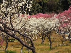 久々の山田池公園の梅園・2回目(^&#28780;^