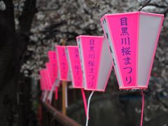 続報　目黒川さくら開花状況　2018　冷たい雨の春分の日