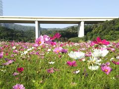 季節感無し！　２月の沖縄で桜と秋桜のはしごをする