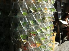 2016年11月：金魚街で金魚の袋売り！［香港-旺角、迪欣湖、大嶼山］
