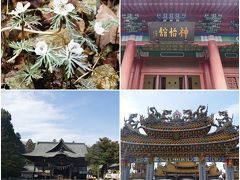 埼玉県秩父郡小鹿野町へ「神怡館」と「秩父神社」、「節分草」を見学に出かける