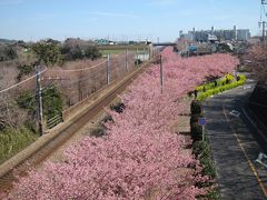 三浦海岸河津桜まつりと、横須賀軍港めぐり