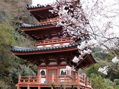 ２０１７年京都　４月６日　その６　京都定期観光バスで三室戸寺に行きました。桜は少し咲いていました。