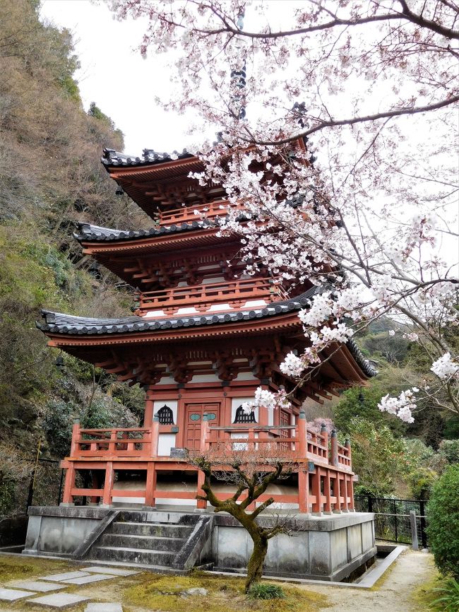２０１７年京都　４月６日　その６　京都定期観光バスで三室戸寺に行きました。桜は少し咲いていました。