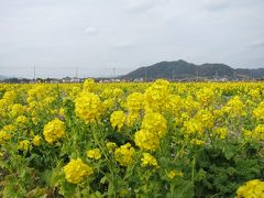 南房総菜の花ロードドライブ