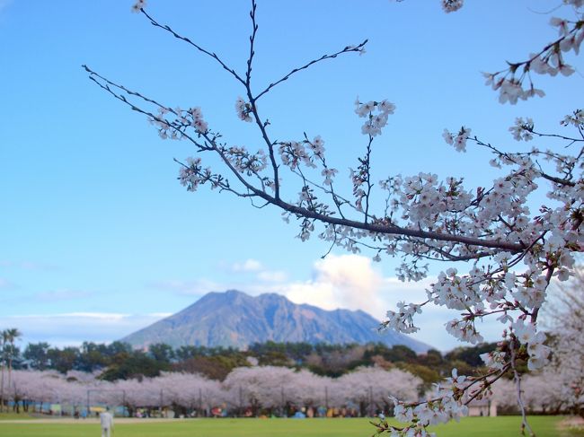 吉野公園の桜が満開♪<br />世界広しといえ火山と噴煙、そして桜の絶景を見られるとは稀有なところだ<br />春めいてきた３月のかごんまいろいろじゃっど