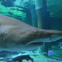 アドリア海の最大の水族館「カットーリカ水族館」と、リミニの豪快なバースデー・ディナー！