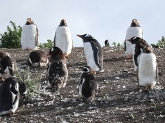 2018 パタゴニア （３）～ウシュアイア編　ビーグル水道とフエゴ国立公園とペンギン島