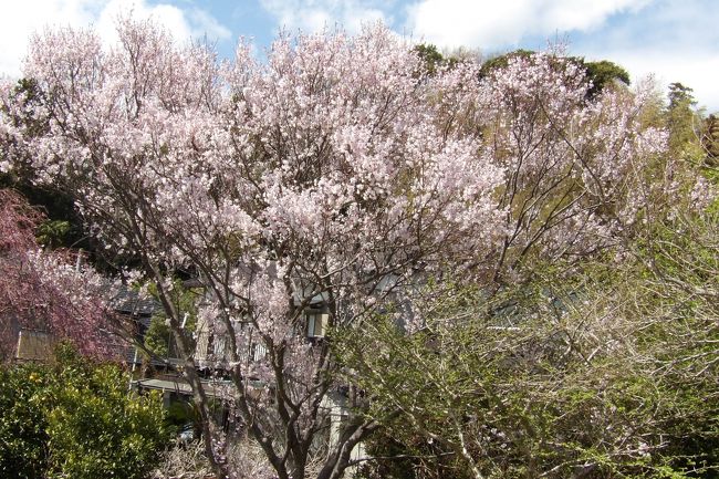 　実方家の紅枝垂れ桜（https://4travel.jp/travelogue/11230910）はまだ咲き出したばかりで、3、4分咲といったところで、満開となるのはこの週末であろう。ただし、ヒガンザクラは満開である。<br />　また、実方家の2階の庇には大きなスズメバチの巣が見える。この大きさでは夏場は多くのスズメバチが飛び交い、2階の窓も開けられなかったであろう。<br />（表紙写真は実方家のヒガンザクラ）