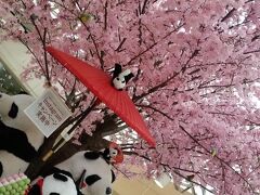 マダムのチープな東京散歩～六義園・上野～しだれ桜とシャンシャン