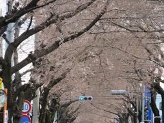 ふじみ野市亀久保桜通りの桜のトンネルは三分咲き