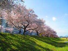 春のうららの柳瀬川 