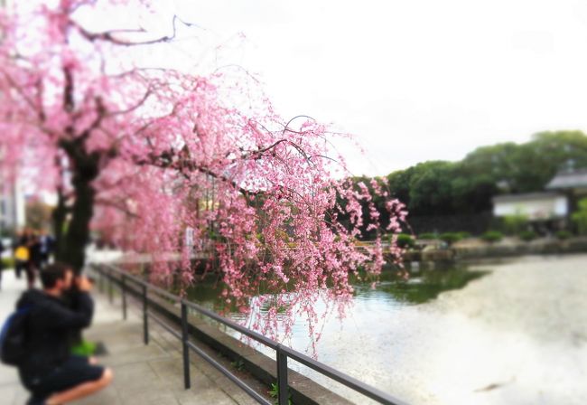 所要で三田に行ったついでに芝公園へ寄ってみました。<br />所要の中身、だんだん病院行きが増えてきたのは加齢のせい。<br />なにせ来年は古希ぢゃからのぉ。<br /><br /><br />★～ミツバチばあやの冒険～　日本編のサイトマップ<br />http://4travel.jp/traveler/tougarashibaba/album/10453406/