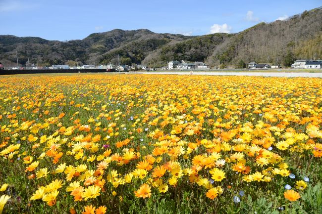 松崎の田んぼの花畑、春先に田んぼにまかれた6種類の野草の花が次々と咲いていく様は壮観です。ただ、近年土壌の変化で花の咲き具合が悪くなり今年で最後になりそうとのこと。同じ植物が連続してくるとどうしても土地の栄養面でそうなってしまうみたいですね。いまごろがちょうどサクラとの共演も見られる時期。ちょっと西伊豆のさきっぽで遠いですが、出かけられてみてはいかがでしょう。