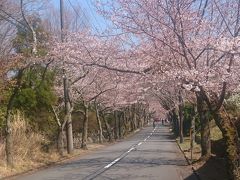 2018年3月 まだ満開じゃなかったけど、伊豆高原の桜並木は見事だった一泊二日の伊豆夫婦旅☆観光編