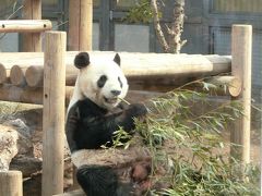 2018.3 上野動物園へお出かけ★　動いてるシャンシャンに会いた～い♪