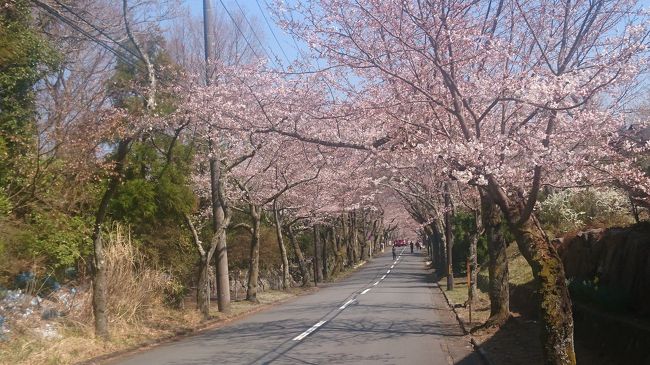 2018年3月24日(土)から25日(日)まで伊豆に行きました。<br /><br />3日(日)に河津桜まつりに行ったばかりですが、河津町峰温泉の玉峰館に宿泊したくて、河津桜まつり見物の計画を立てる以前に宿を予約していました。<br /><br />今年の冬後半は暖かい日が続き、桜の開花宣言も例年より早く、3月中にもしかしたら満開の桜が見られることを期待して伊豆に出かけてみました。<br /><br />例によって、旅の相棒は夫(カメラ小僧)、行きは順調だった旅も帰りは東名での事故渋滞にはまり、伊豆高原を出発してから7時間半もかかって帰宅となったのは残念でしたが、一足早い花見をすることができ、まずまずだったかなとは思います。
