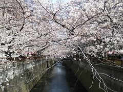 新幹線＆青春18きっぷで行く東京２大花見スポットでの桜見物日帰り旅