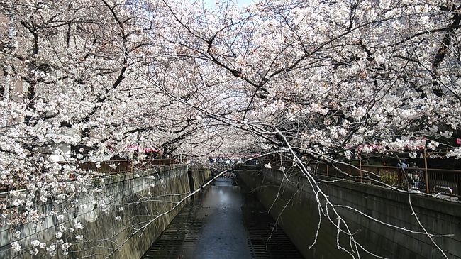 　ご覧戴きましてありがとうございます。<br />　2018年３月24日の土曜日は東京付近の桜が概ね満開の状態でした。<br />　というわけでこの日は自宅の最寄駅である浜松駅から新幹線（浜松～静岡間）と青春18きっぷを利用して桜を観覧すべく日帰りで東京まで行ってきました。<br />　当日は東京の花見スポットとして有名な目黒川と上野恩賜公園に寄り、桜の様子を観覧してきましたので、その様子をご覧戴きます。<br />　なお今回の旅行記も写真によってはコメントの記載を割愛した手抜き旅行記ですので、その点をご了承の上、宜しければご覧ください。<br />