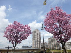 汐入公園の陽光桜　２０１８