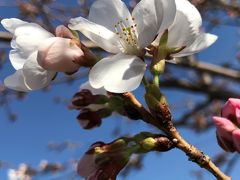 2018年春の花便り♪　ちらほら咲き始めた我が家の桜に見送られて～☆久しぶりの白馬東急ホテルへ(*'▽')/　和食レストラン【万葉】の夕食♪