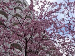 桜まつりのグランドプリンスホテル新高輪　＆　アクアパークもSAKURA AQUARIUM
