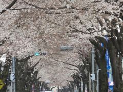 亀久保桜通りの桜トンネルは満開になりました〔作成中〕