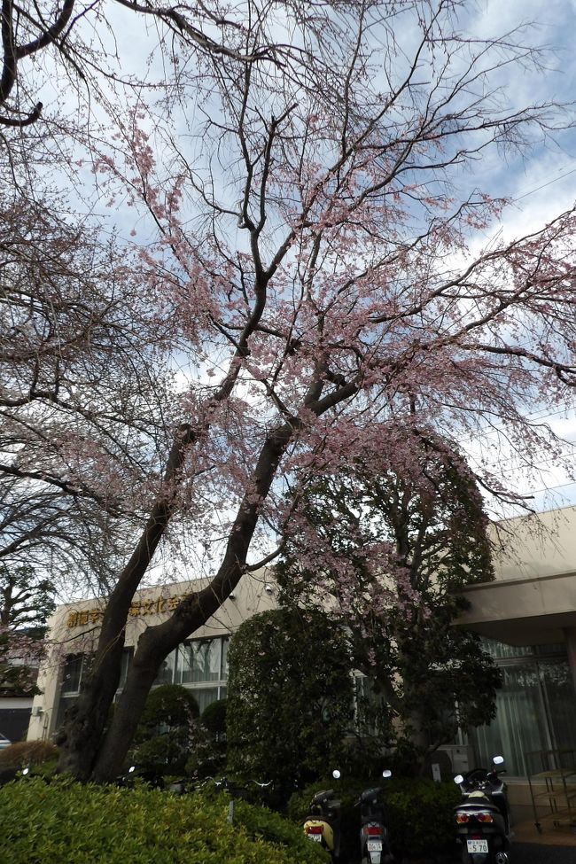 　横浜市戸塚区汲沢8に創価学会 戸塚文化会館があった。その玄関前には2本の枝垂れ桜が植えられており、そのうちの1本だけが開花している。創価学会の会館は教会やお寺と一緒で良いのかは分からないが、お寺の境内には枝垂れ桜は良く見掛けるが、教会では枝垂れ桜を植えているところは少ない。<br />　2本並べて植えるのであれば、紅白の枝垂れ桜で開花時期が合う木を植えていたら、本当に人目を引くことは間違いない。しかし、現実には紅白の枝垂れ桜が並んで開花しているのを見たことがある人は本当に少ないであろうから、実感できないかも知れない。そんな話も含め、会館の職員の人と長話をしてしまった。<br />　会館の敷地の周りには染井吉野が植えられているが、開花し始めたところで、花見ができるのは来週であろう。<br />（表紙写真は創価学会 戸塚文化会館の枝垂れ桜）<br />　
