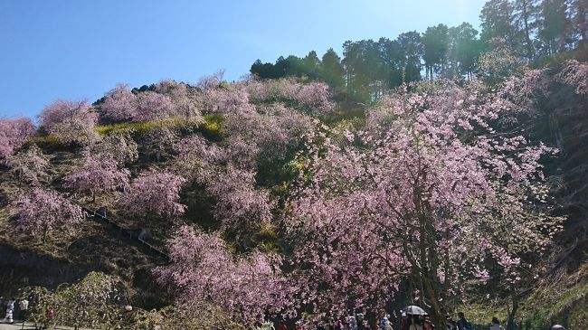 昨年お花見に行った旅行記ですが、今の桜の半月後にまだまだ見れる桜ですので是非とも足を運んで下さい。