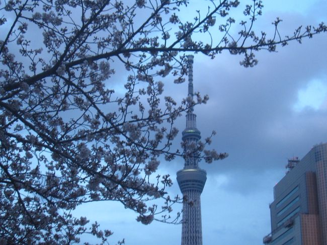 今年は東京の桜の開花が早かった｡東京では桜がほぼ満開ということだったので､幸手の権現堂桜堤まで桜を観に行った｡が､何とまだ蕾ばかり｡<br />東武線で東京へと戻り､ついでに東京ソラマチをぶらぶらした後で隅田川沿いのさくらを見て帰りました｡この日は25,355歩のお散歩でした｡<br /><br />【表紙の写真】東京スカイツリーと隅田川沿の桜