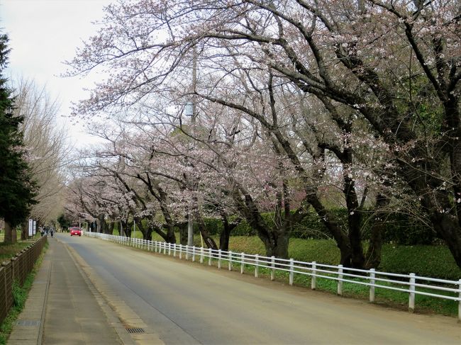 城下町・佐倉さんぽ　前編