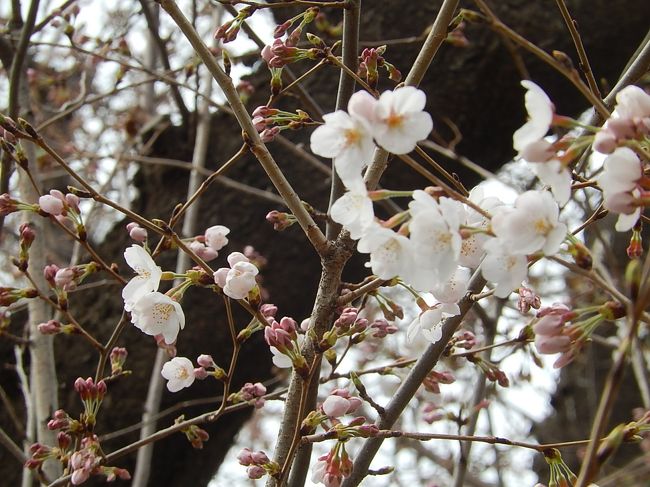 3月24日、午後2時過ぎに自宅近くの西鶴ケ岡公園の桜の開花を見ました所、やっと一分咲くらいでした。　しかしながら、数日後には20℃を超える日が続くので満開になりそうです。<br /><br /><br /><br />*写真はやっと咲き出した西鶴ケ岡公園の桜