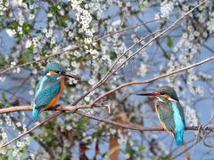 野鳥撮影記録・２０１８年３月－６