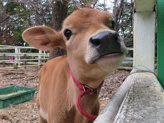 マヌルネコの赤ちゃんはどこ？【埼玉県こども動物自然公園】