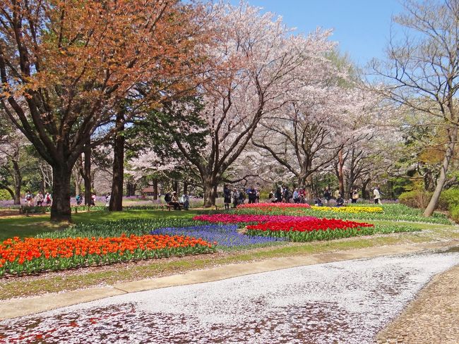 花の立川 昭和記念公園 4月中旬 I 立川 東京 の旅行記 ブログ By Bunbunさん フォートラベル