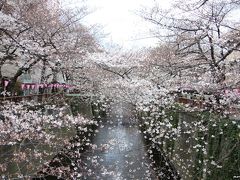 目黒川沿いのお花見