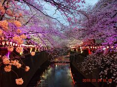 ☆34【東京散策78-3】 桜満開となった大混雑の目黒川を早速歩いてみた　≪夜桜編≫