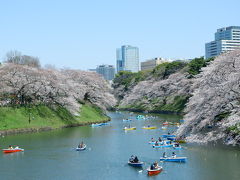 千鳥ヶ淵で満開の桜をめでる。