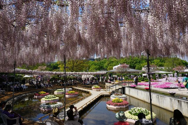 観光バスで巡る 2大花の名所 #3 - 花の芸術村 足利フラワーパーク 