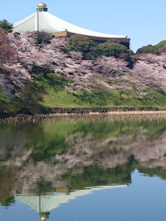 桜が満開！ってことなので、旦那と二人で朝の千鳥ヶ淵を散歩しました。<br /><br />21日の水曜日はとっても寒かったので、<br />まさか今週満開になるとは(￣▽￣;)<br /><br />開花予想当たるもんなんですね～っm(__)m<br /><br />