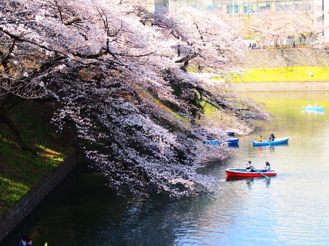 目黒川、千鳥ヶ淵、砧公園と桜を観て回るのがここ数年のルーティンとなっています。<br />夜桜も良いのですが、どうも人ごみが苦手なので、専らは花見は午前中。<br /><br />昨年は４月の８日に行っていますから、今年はやっぱり開花がいかに早いかわかりますね。<br /><br />もっとも今年(3/24)は目黒川、千鳥ヶ淵、砧公園いずこも満開にはほんの少し早かったようです。<br /><br />2017年版はこちら。<br />目黒川、千鳥ヶ淵、砧公園、夜桜ならぬ朝桜を見に行く。2017編<br />https://ssl.4travel.jp/tcs/t/editalbum/edit/11230637/<br /><br />2016年版はこちら。<br />目黒川、千鳥ヶ淵、砧公園、夜桜ならぬ朝桜を見に行く。<br />https://ssl.4travel.jp/tcs/t/editalbum/edit/11118436/<br />