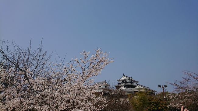 前回初めて松山城にいきまして、桜の木がたくさんあったのを思いだし、これは、いかねばなるまいと、仕事終わってその足で愛媛にいきました！<br />ホテルはなかなかとれなかったので、ビジネスホテルに、飛び込みました。<br />