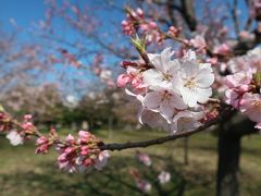 小松川千本桜ウォーキング♪2018/3/25（日）（KOMATSUGAWA)