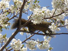 春の伊豆旅行♪　Vol.14　城ヶ崎海岸：「ニューヨークランプミュージアム＆フラワーガーデン」春の花・桜・リスを眺めて♪