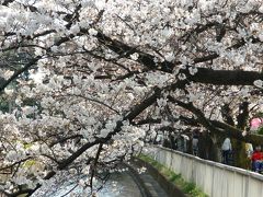 20180325-2 大島 仙台堀川公園、桜まつり