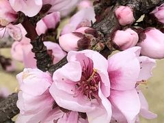 3月の花図鑑  桜と春の花 2018