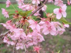 淀水路の河津桜＆フォーシーズンズホテル