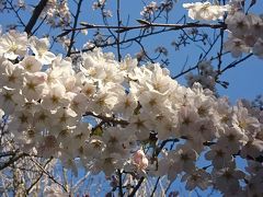 桜を見に鎌倉散策