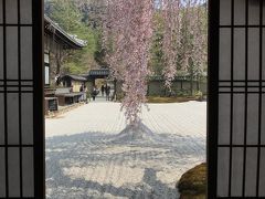 滞在時間4時間半(^^;) 駆け足で巡る京都の食と桜2018（メインは高台寺の桜）